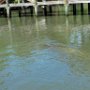 Manatees